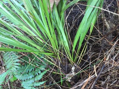 Cordyline pumilio, photographed by nick_goldwater