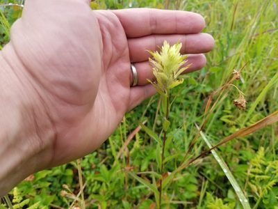 Castilleja unalaschcensis, photographed by Matt Muir