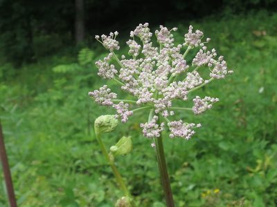 Angelica cincta, photographed by Repina Tatyana