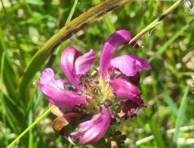 Pedicularis pyrenaica, photographed by Yves Bas