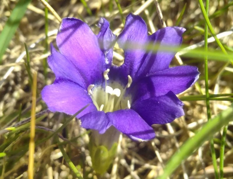 Gentiana pyrenaica, photographed by Yves Bas