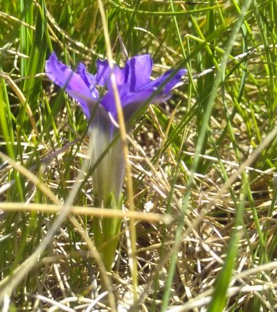 Gentiana pyrenaica, photographed by Yves Bas