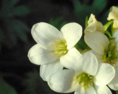 Saxifraga geranioides, photographed by Yves Bas