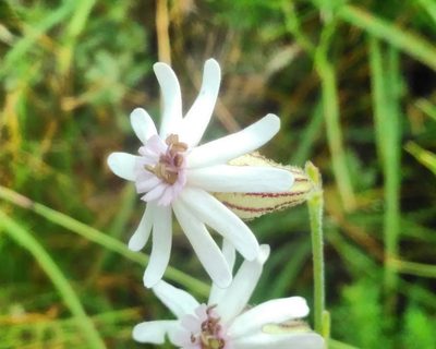 Silene ciliata, photographed by Yves Bas