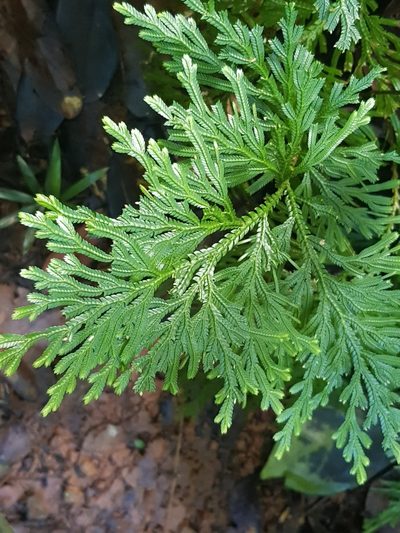 Selaginella longipinna, photographed by Terra Occ