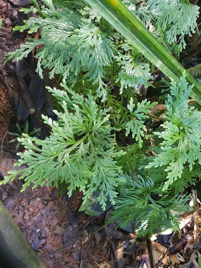 Selaginella longipinna, photographed by Terra Occ