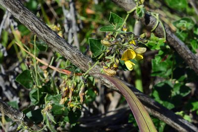 Rhynchosia caribaea, photographed by Andrew Gillespie
