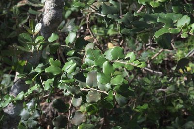 Dovyalis rotundifolia, photographed by Andrew Gillespie