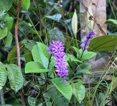 Petrea volubilis, photographed by Gerry van Tonder