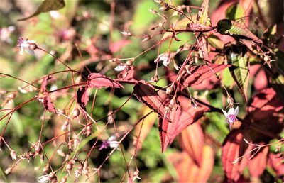 Nepsera aquatica, photographed by Gerry van Tonder