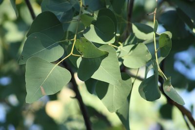 Eucalyptus platyphylla, photographed by elawrey