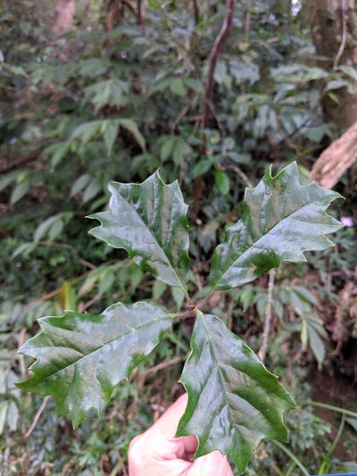 Aucuba chinensis, photographed by Cheng-Te Hsu