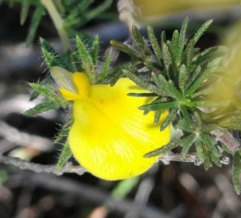 Aspalathus opaca, photographed by kevin koen