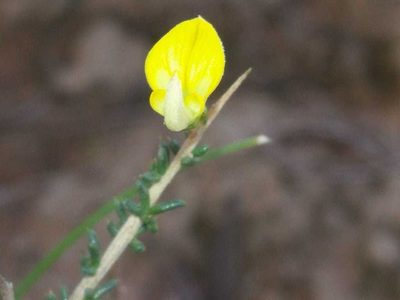Aspalathus acuminata, photographed by kevin koen