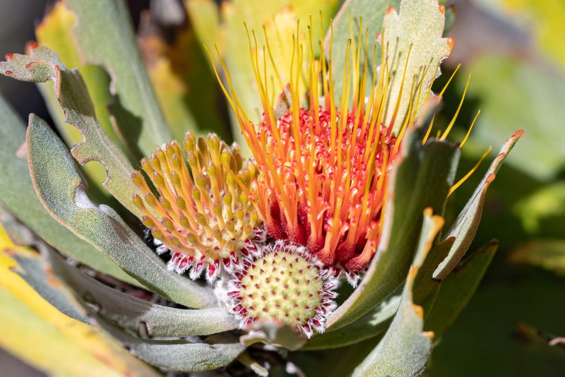 Leucospermum mundii, photographed by magriet b