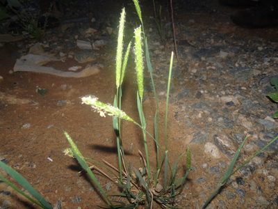 Alopecurus myosuroides, photographed by Robert H. Wardell
