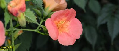 Campsis grandiflora, photographed by Kim, Hyun-tae