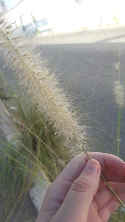 Cenchrus orientalis, photographed by Astra