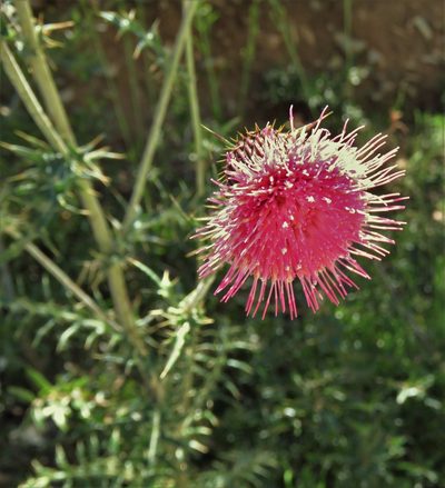 Cirsium pringlei, photographed by Annika Lindqvist