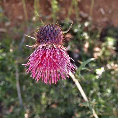 Cirsium pringlei, photographed by Annika Lindqvist