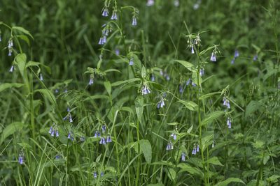 Mertensia franciscana, photographed by Craig Martin