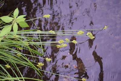 Carex bebbii, photographed by Syd Cannings