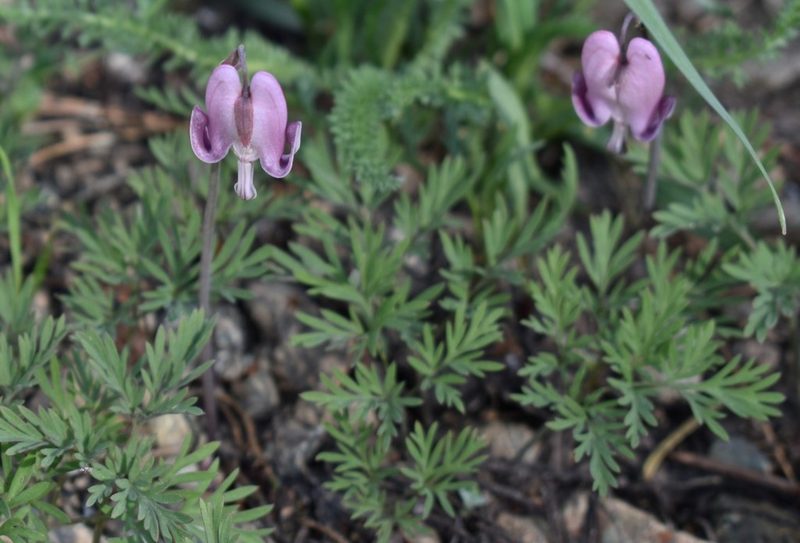 Dicentra pauciflora, photographed by Gail A Baker