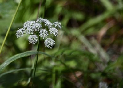 Cnidium silaifolium, photographed by Karen and Mike
