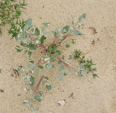 Atriplex laciniata, photographed by Jerry Lanfear