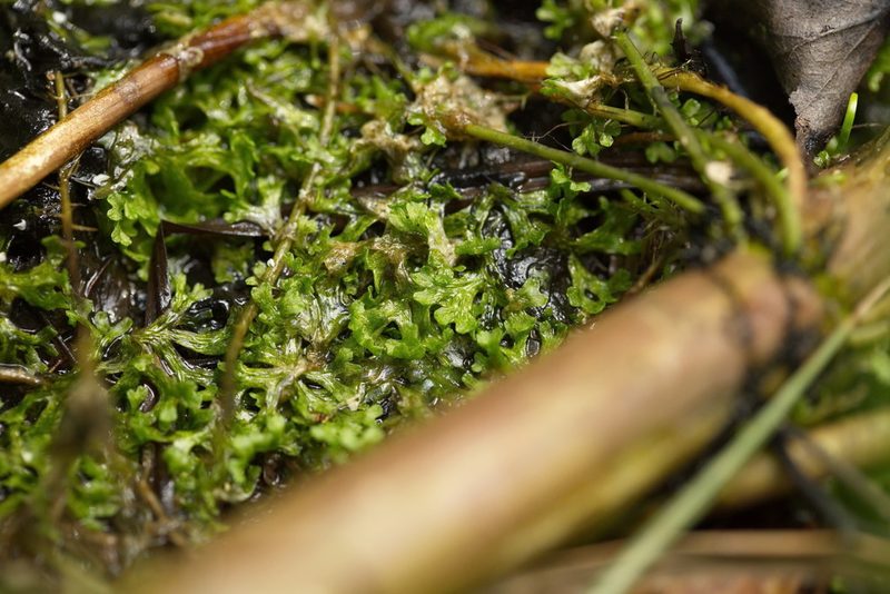 Riccia rhenana, photographed by Вячеслав Юсупов