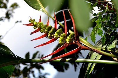 Heliconia adflexa, photographed by Daniel Pineda Vera