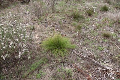 Tetraria crinifolia, photographed by Tony Rebelo