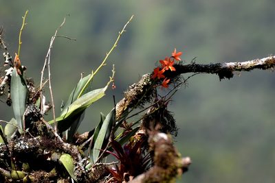 Prosthechea vitellina, photographed by Daniel Pineda Vera