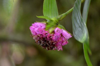 Elleanthus capitatus, photographed by Daniel Pineda Vera