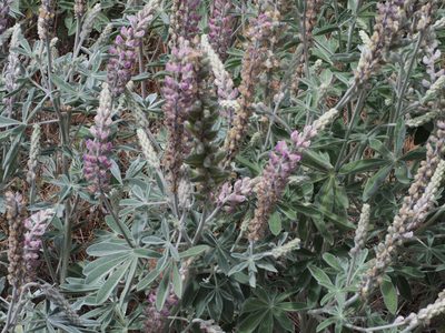 Lupinus leucophyllus, photographed by Tom Wainwright