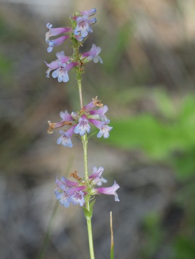 Penstemon peckii, photographed by Tom Wainwright