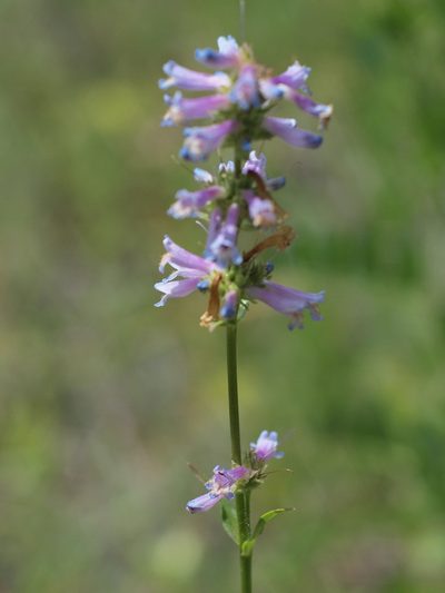 Penstemon peckii, photographed by Tom Wainwright