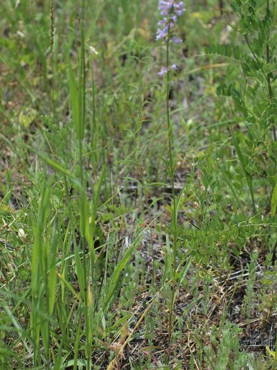 Penstemon peckii, photographed by Tom Wainwright