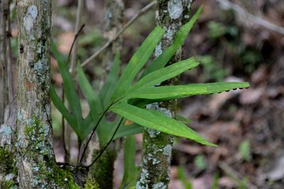 Pleopeltis angusta, photographed by Daniel Pineda Vera