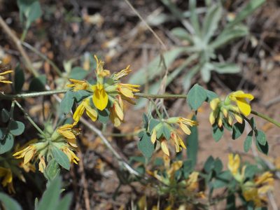 Acmispon decumbens, photographed by Tom Wainwright