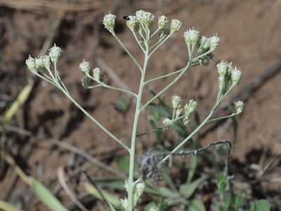 Antennaria argentea, photographed by Tom Wainwright