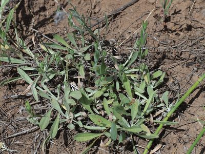 Antennaria argentea, photographed by Tom Wainwright