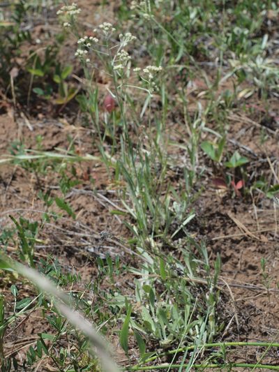 Antennaria argentea, photographed by Tom Wainwright