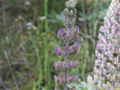 Lupinus leucophyllus, photographed by Tom Wainwright