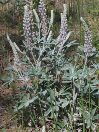 Lupinus leucophyllus, photographed by Tom Wainwright