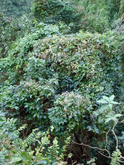 Grewia prunifolia, photographed by Peter de Lange