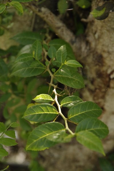 Xylosma coriacea, photographed by Eric Knight