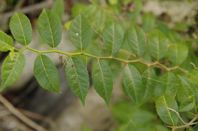 Xylosma coriacea, photographed by Eric Knight