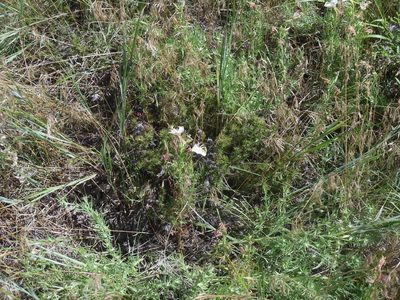 Oenothera coronopifolia, photographed by Eric Watts