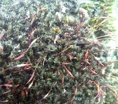 Syntrichia laevipila, photographed by George Greiff